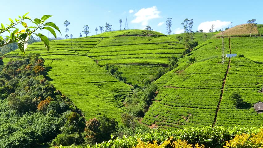 View Of Valley With Tea Plantations. Sri Lanka. 2016. Panning Stock ...