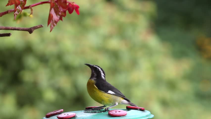 Bananaquit Coereba Flaveola Tanager Bird Stock Footage Video