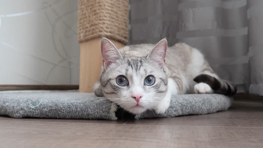 Russian European Shorthair Cat With Stock Footage Video 100