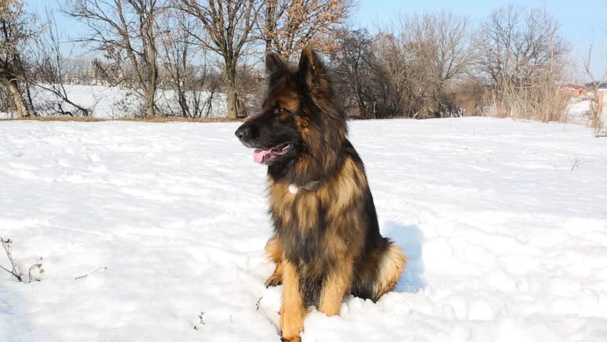 The Large Long Haired Dog German Shepherd Breed Sits In The Snow