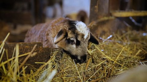 Sheep Opening And Closing A Stock Footage Video 100 Royalty Free