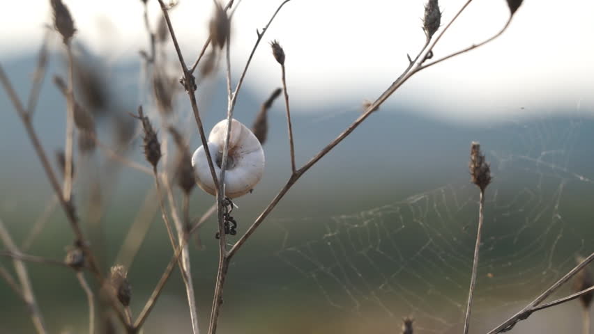 Snail in Spider Web image - Free stock photo - Public Domain photo ...
