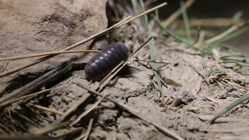 Detritus Feeders Stock Video Footage 4k And Hd Video Clips