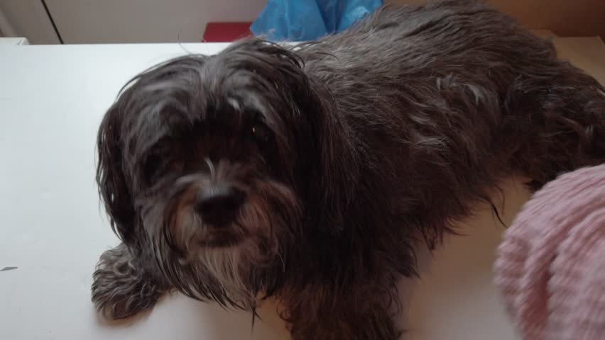 Adorable Weshie Dog Getting His Hair Cut With Trimmers By Female At