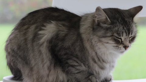 Cute British Tabby Cats Hugging Stock Footage Video 100 Royalty