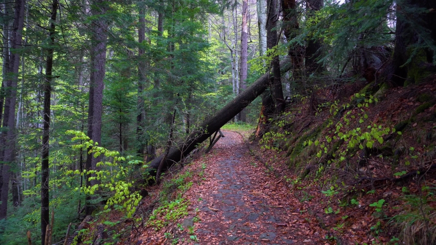 Trail through the Pine Forest image - Free stock photo - Public Domain ...