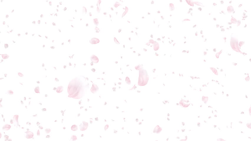 Cherry Blossom Petals Dance In Wind. Stock Footage Video 10452209 ...