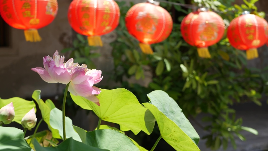 Red Paper Lanterns Hanging In Stock Footage Video 100