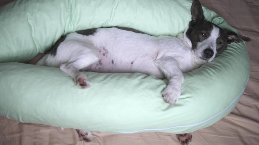 Beautiful Pregnant Dog Sleeping With Body Pillow