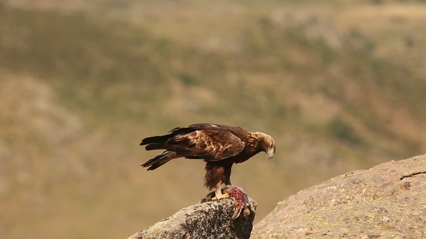 Free Eagle Stock Video Footage Download 4k Hd 25 Clips