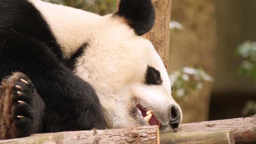 bear-panda-sexy-amateur-abby-sanderson