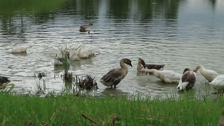 Geese swimming in a pond image - Free stock photo - Public Domain photo ...