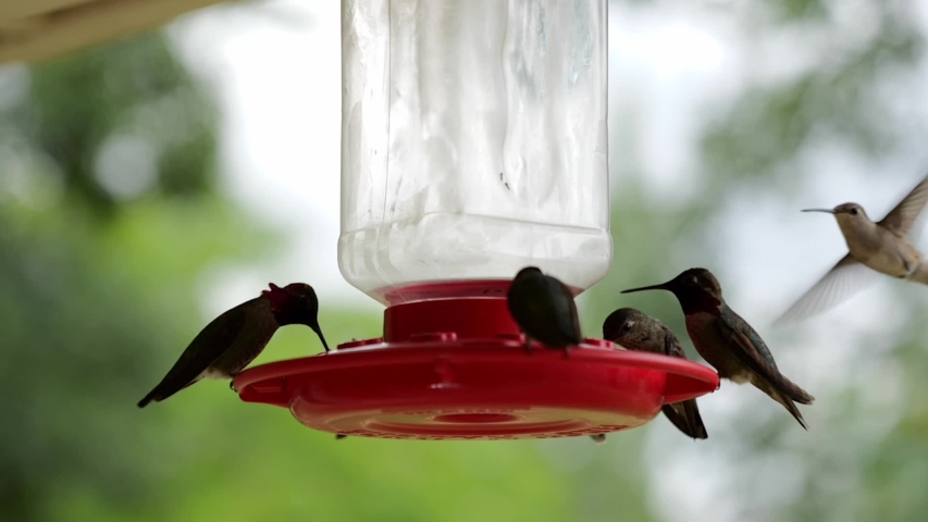 Slow Motion Hummingbirds Filmed At Stock Footage Video 100