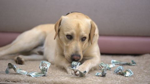 Dog Fucked Tiny Girl Anime - Naughty thoroughbred dog chewing dollar banknotes, lack of house pet  discipline