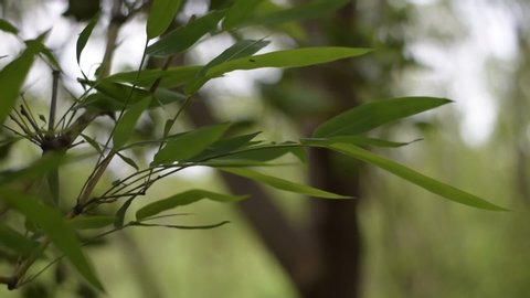 Olive Green Tree Leaves Growing Stockvideos Filmmaterial 100