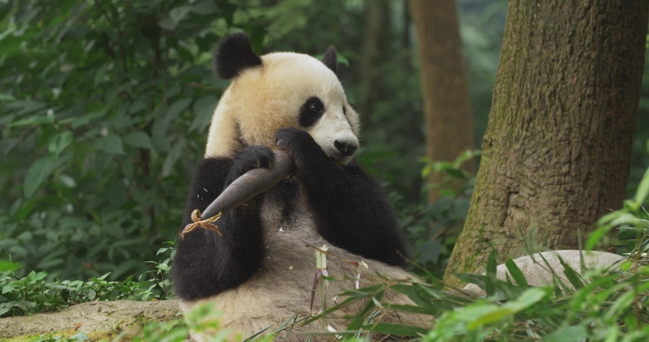 panda-bear-thumb-evolution-nude-rugby-player