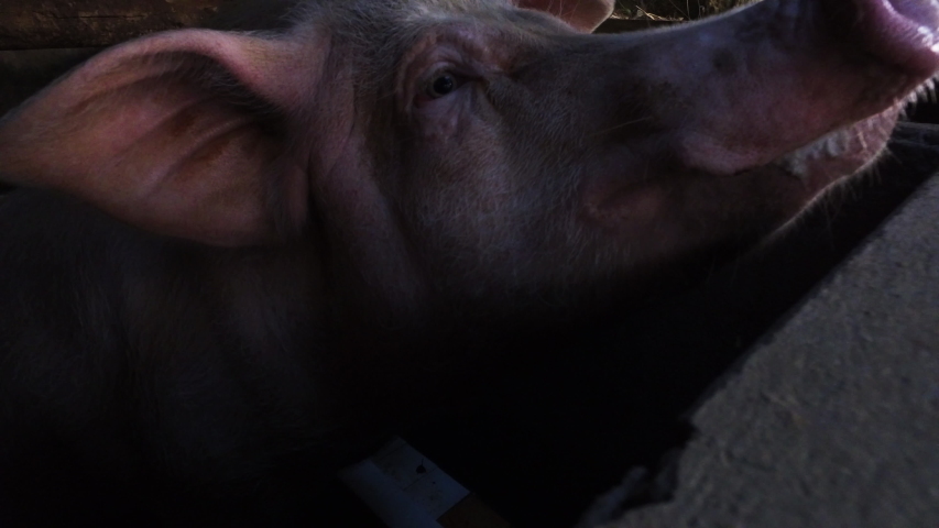 Close Up Shot Of Pigs Stock Footage Video 100 Royalty Free 1035314486 Shutterstock - 