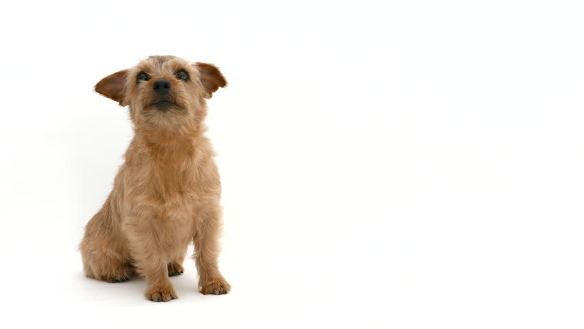 wheaten terrier wheaten terrier