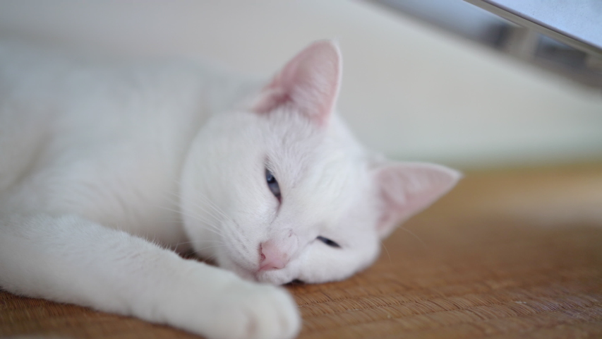 White Japanese Cat Short Hair Stock Footage Video 100 Royalty