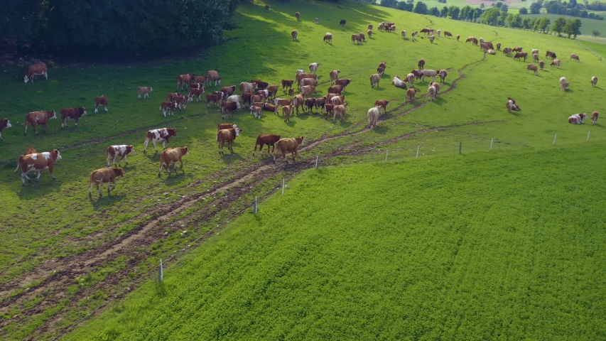 Aerial View of Cows in Stock Footage Video (100% Royalty-free ...