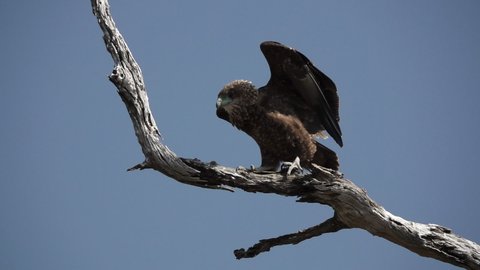 Super Slow Motion Of Youg Bateleur Eagle Starting To Fly From Dry Tree Branch Terathopius Ecaudatus