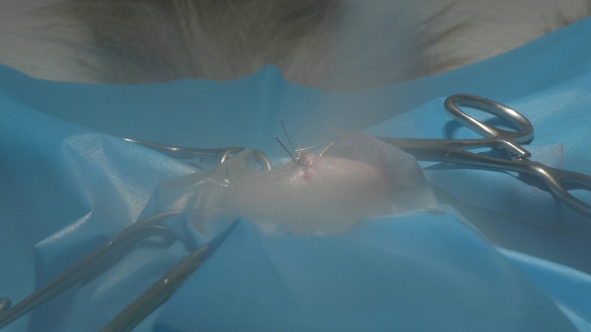 Surgical Drape Newest Royalty Free Videos Imageric Com