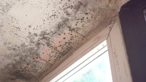 Black Mold Stachybotrys Chartarum Common Stock Footage