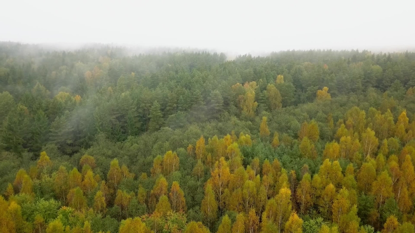 Colored autumn trees and leaves in the fog image - Free stock photo ...