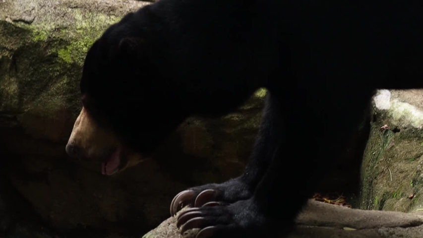 Malayan Sun Bear image - Free stock photo - Public Domain photo - CC0 ...