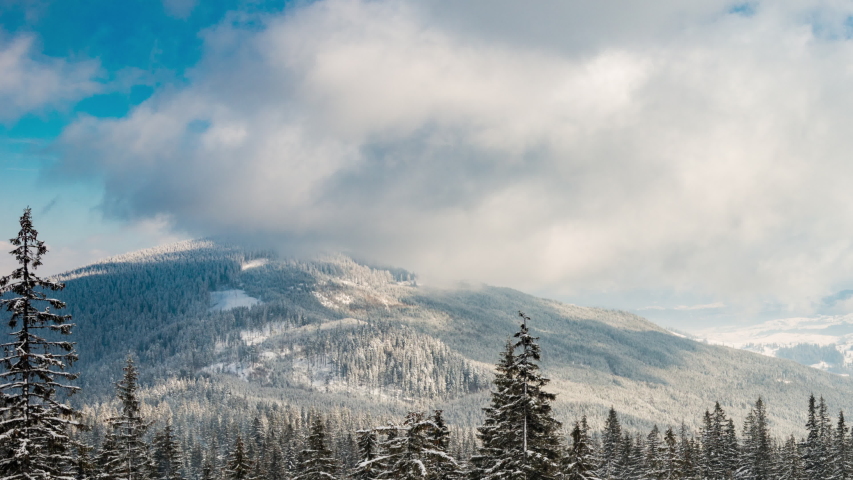 Snowy trees on the hillside image - Free stock photo - Public Domain ...