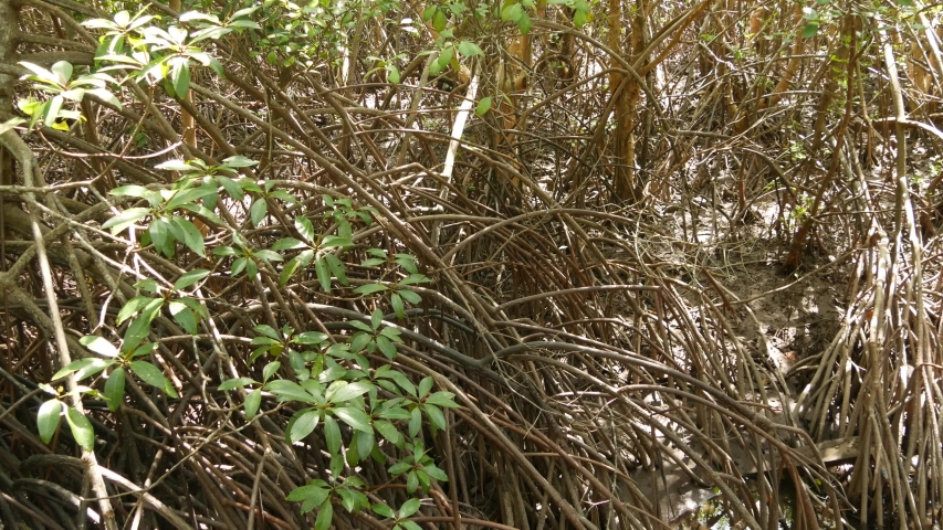 Mangrove Roots image - Free stock photo - Public Domain photo - CC0 Images