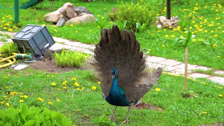 indian-peacock-pavo-cristatus-image-free-stock-photo-public