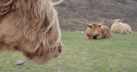 Long Haired Cow Stock Video Footage 4k And Hd Video Clips