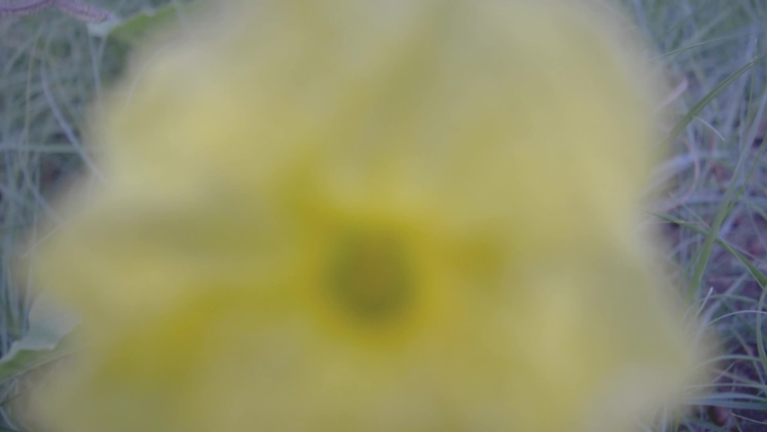Macro of white and purple flower with yellow center image - Free stock ...
