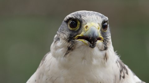 Beautiful Falcon Peregrine Looking Around In Slow Motion Orientation In The Wild