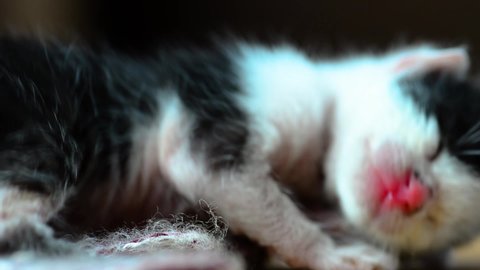 Is It Okay For Newborn Kittens To Twitch In Their Sleep - newborn kittens Is It Okay For Newborn Kittens To Twitch In Their Sleep - newborn kittens