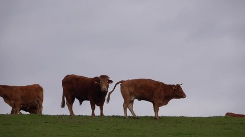 Cow Poop Stock Video Footage 4k And Hd Video Clips Shutterstock