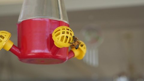 Feeder For Bees Stock Video Footage 4k And Hd Video Clips