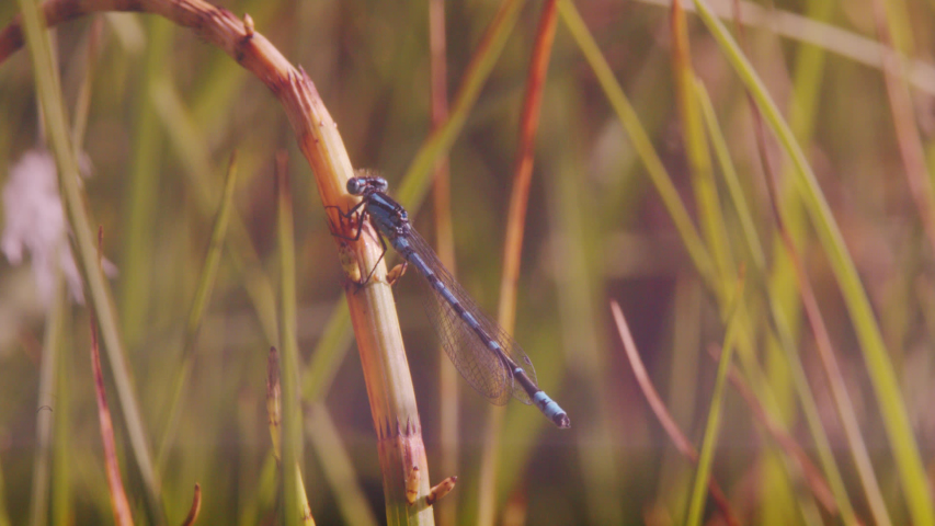 Damselfly on Blade of Grass image - Free stock photo - Public Domain ...