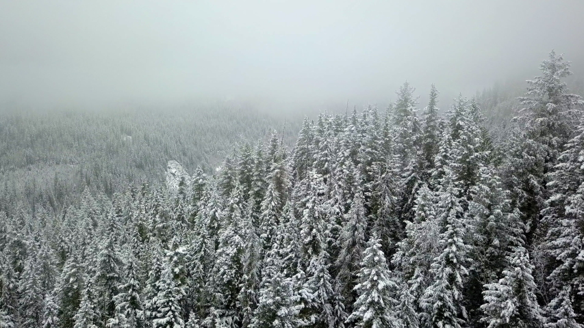 Aerial View of forests under fog image - Free stock photo - Public ...