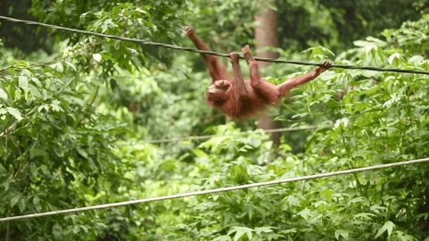 Orangutan Stock Video Footage 4k And Hd Video Clips Shutterstock