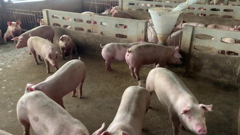 Fattening Pig Stock Video Footage 4k And Hd Video Clips