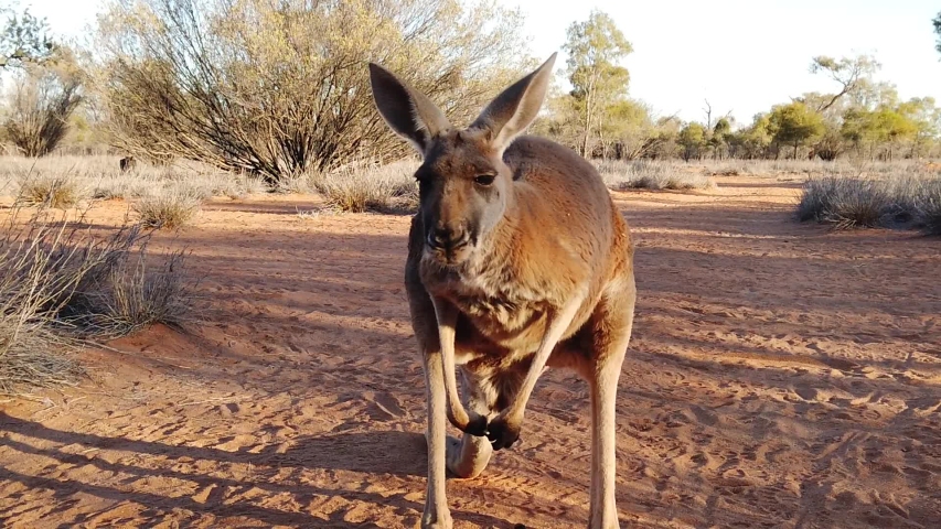 Red Kangaroo Side image - Free stock photo - Public Domain photo - CC0 ...