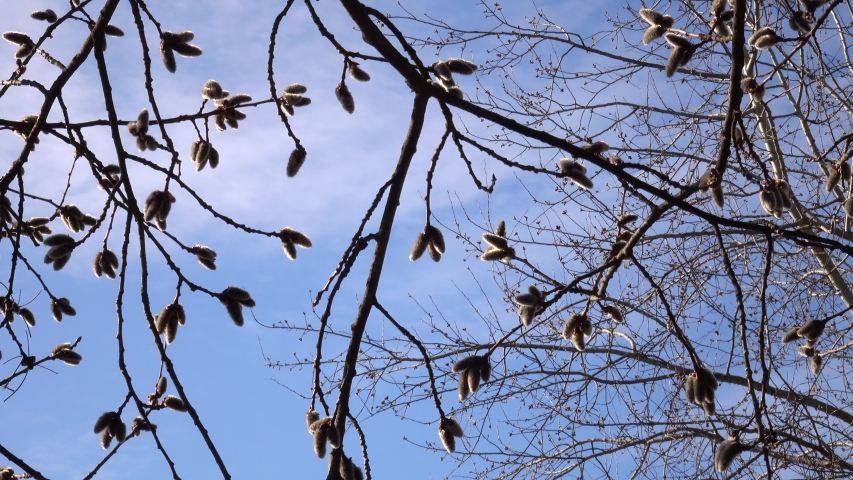 Pussy Willow on a branch image - Free stock photo - Public Domain photo