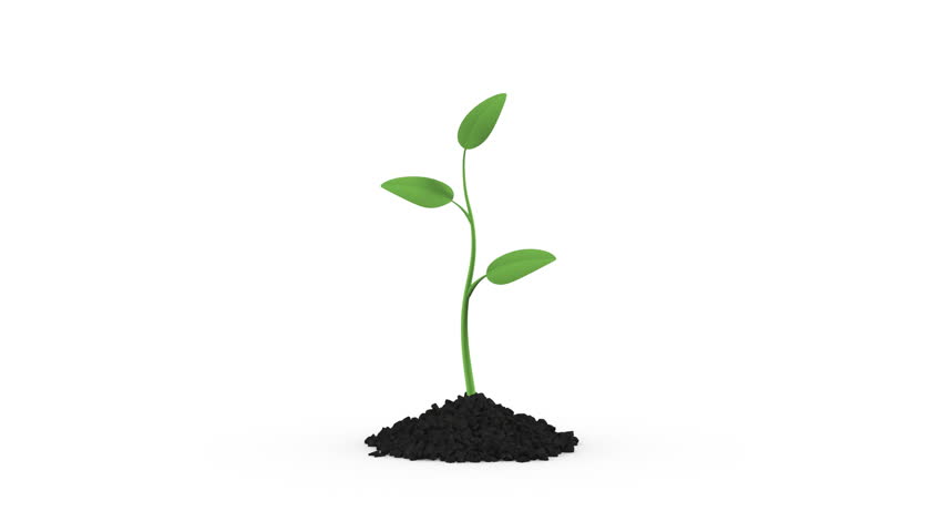 Growing Plant On White Background Stock Footage Video 4070545