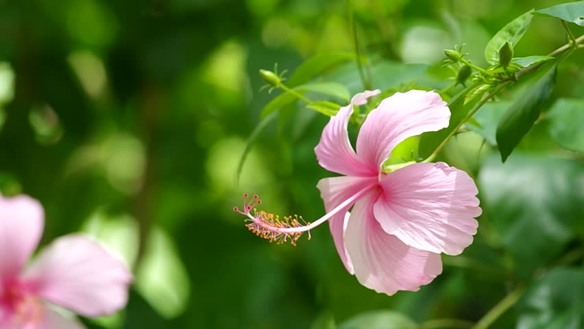 Pink China Rose Flower Is Stock Footage Video 100 Royalty Free Pink China Rose Flower Is Shaken With Wind