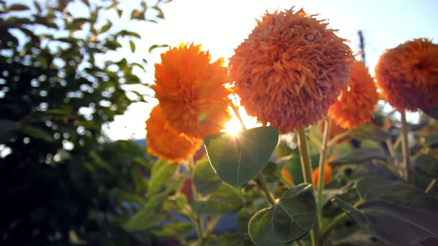 Header of personification