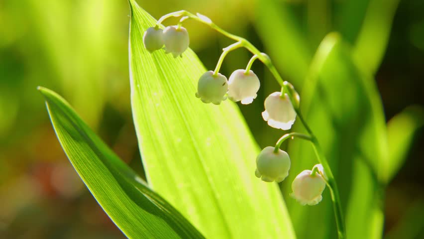 Lily Of The Valley Stock Footage Video | Shutterstock