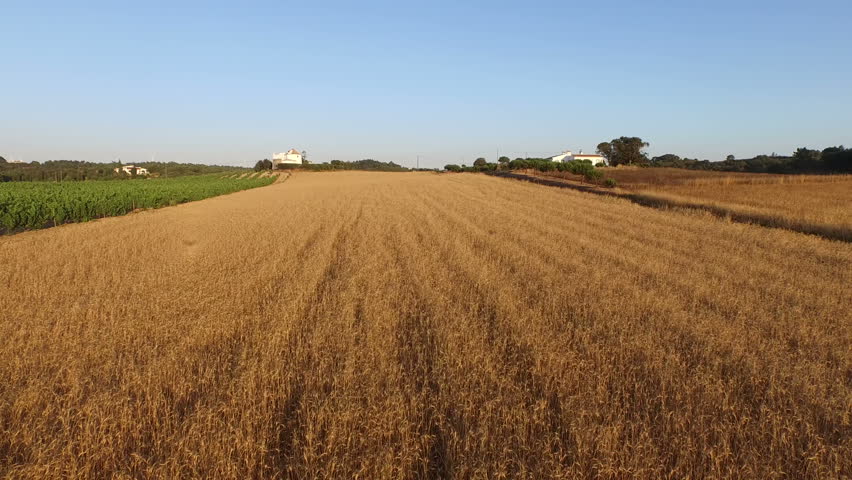 Wheat Field In The Countryside From Portugal Stock Footage Video 