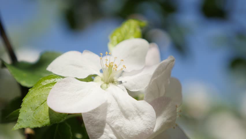 Jasmine Is A White Flower In Thailand It Called Mali Stock Tilting On Le Tree Spring Flowers Shallow Dof 4k 3840x2160 Ultrahd Footage Beautiful White